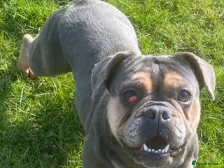 Mixed Breed dogs Mabel- English x French bulldog - Advert 4