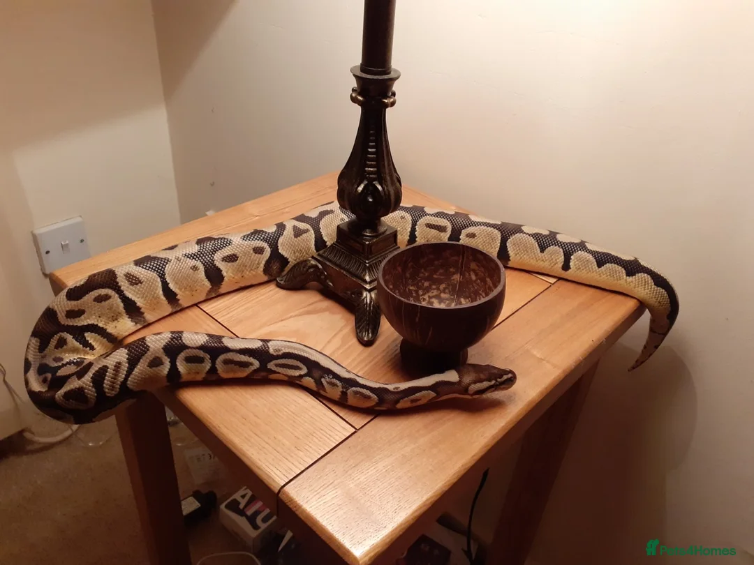 Snake reptiles for sale: Royal Python & Milk Snake Free to Good Home - Advert 8