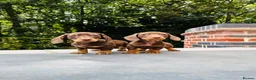 Miniature Dachshund dogs for sale: KC registered. Miniature Dachshunds. PRA clear. - Advert 7