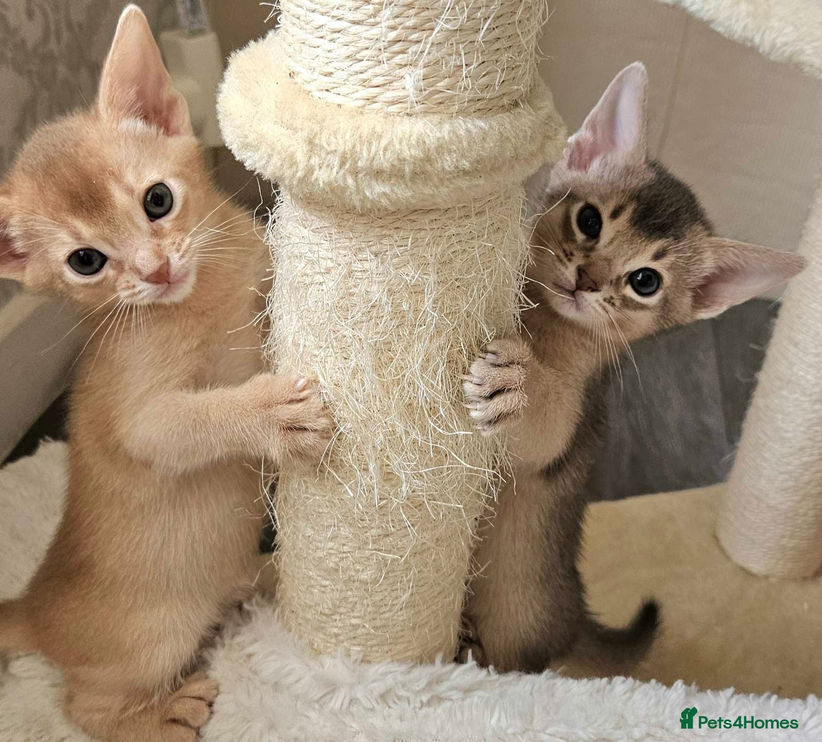 Abyssinian cats Beautiful Abyssinian Kittens  - Advert 11