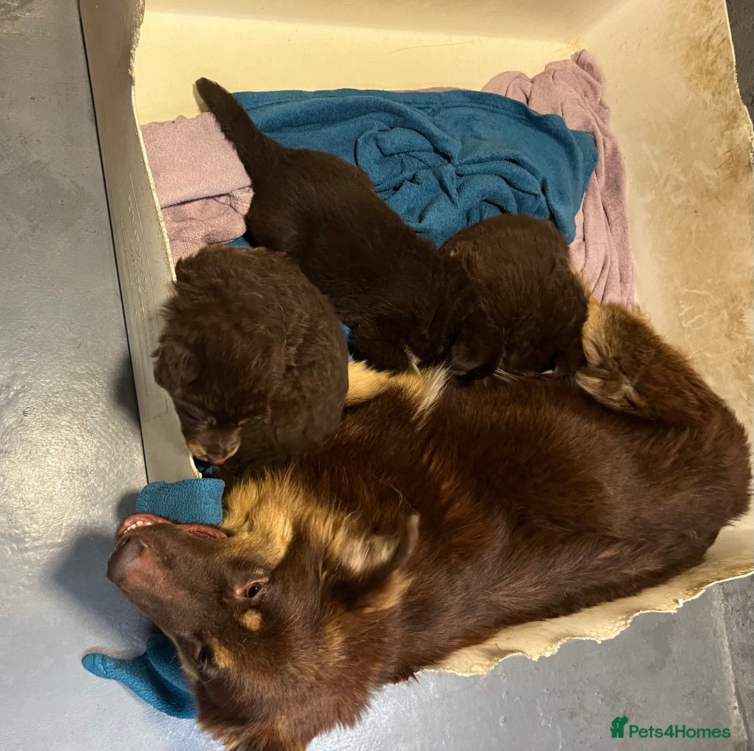 German Shepherd dogs for sale: True to type pure German Shepard puppies  - Image 4