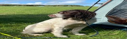 English Springer Spaniel dogs for stud: Proven English Springer Spaniel for stud  in Bude - Advert 6