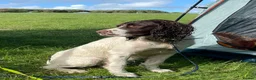English Springer Spaniel dogs for stud: Proven English Springer Spaniel for stud  in Bude - Advert 6