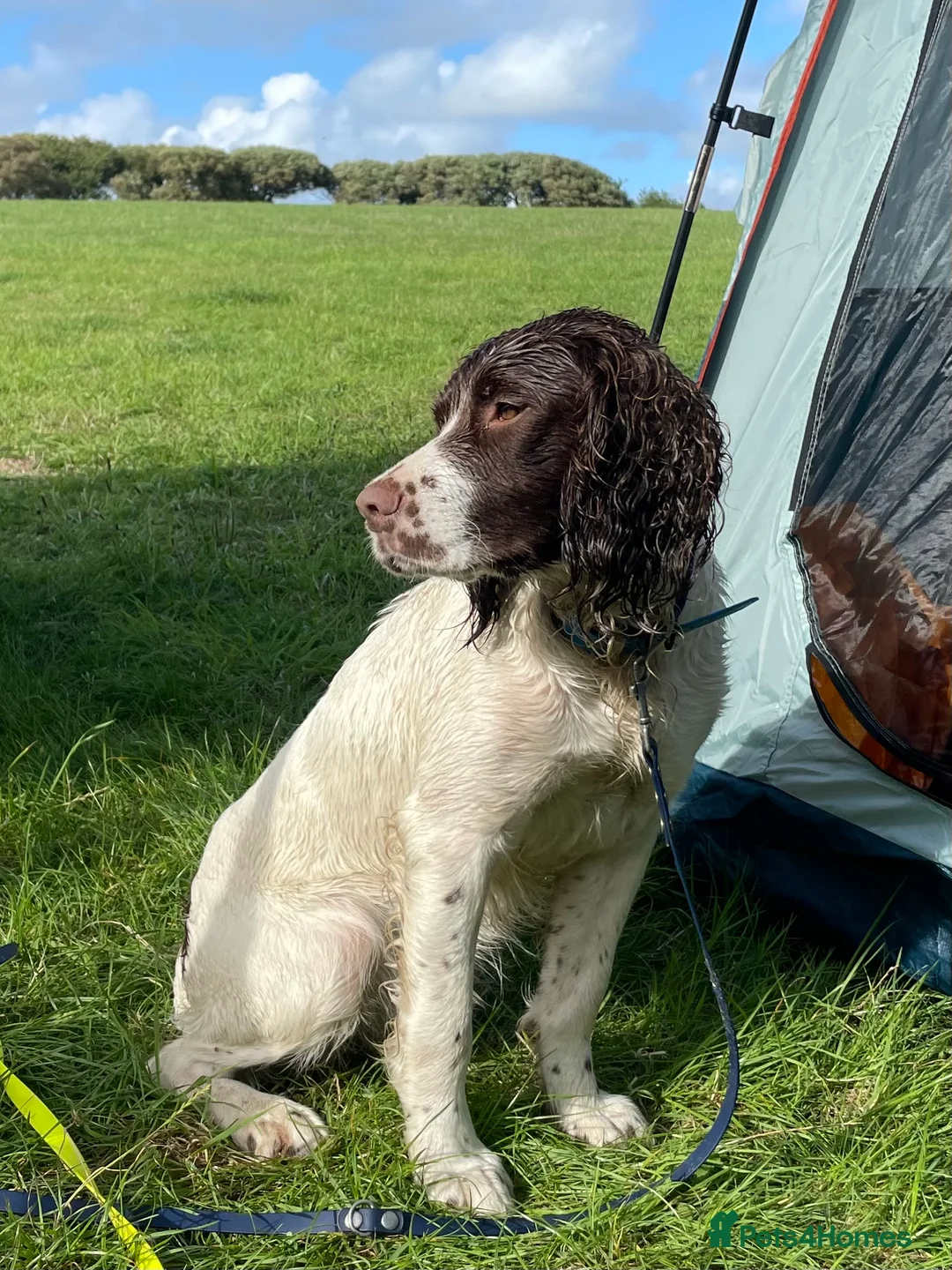 English Springer Spaniel dogs for stud: Proven English Springer Spaniel for stud  in Bude - Advert 6