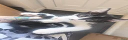 Mixed Breed cats for sale: 3 half ragdoll kittens - Advert 10