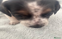 Mixed Breed dogs for sale: Unique mixed breed - Image 19