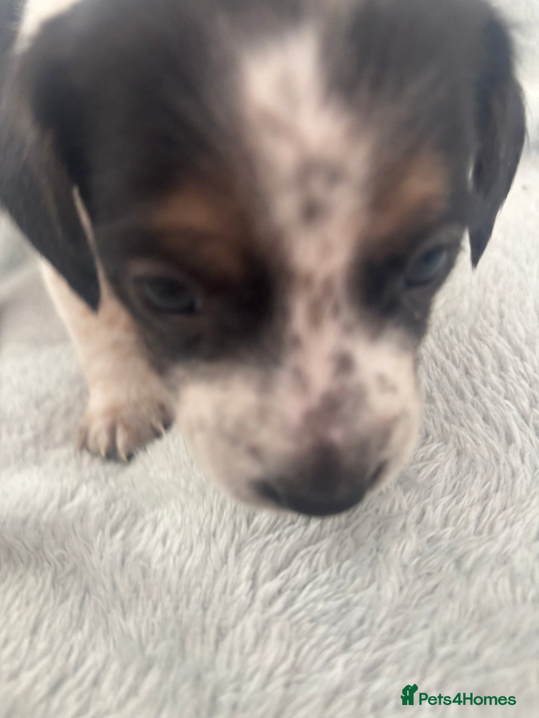 Mixed Breed dogs for sale: Unique mixed breed - Image 19