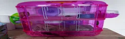 Hamster rodents for sale: Hamster & cage  - Advert 1