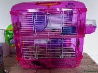 Hamster rodents Hamster & cage - Advert 2