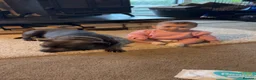 Staffordshire Bull Terrier dogs for sale: Blue Staffordshire bull terrier puppies  in Ilfracombe - Advert 5