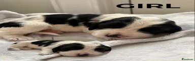 Cocker Spaniel 7