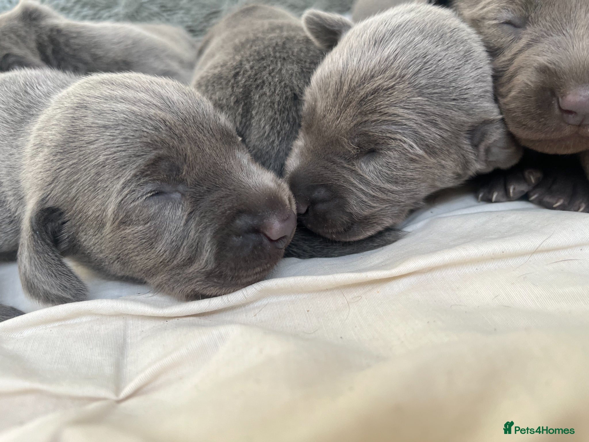 Weimaraner dogs for sale: BLUE and SILVER Purebred pups from KC reg Weims - Advert 24