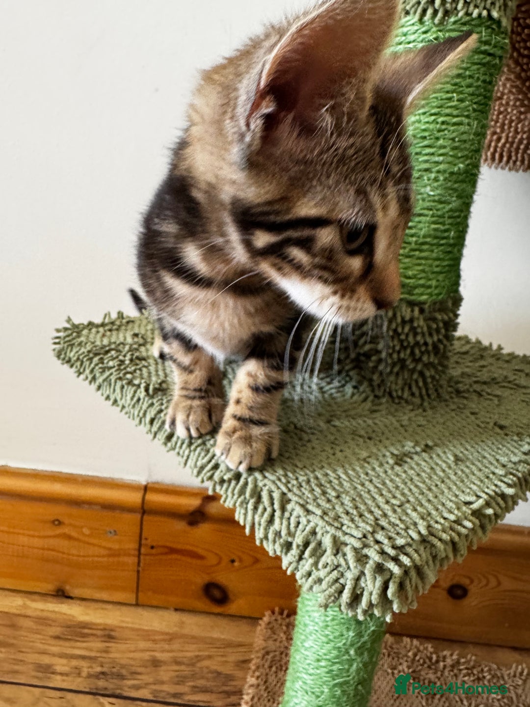 Mixed Breed cats for sale: Gorgeous Marble fur kitten - Ready now - Image 4
