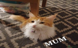 Maine Coon cats for sale: MAINECOON KITTENS AVAILABLE  - Image 7
