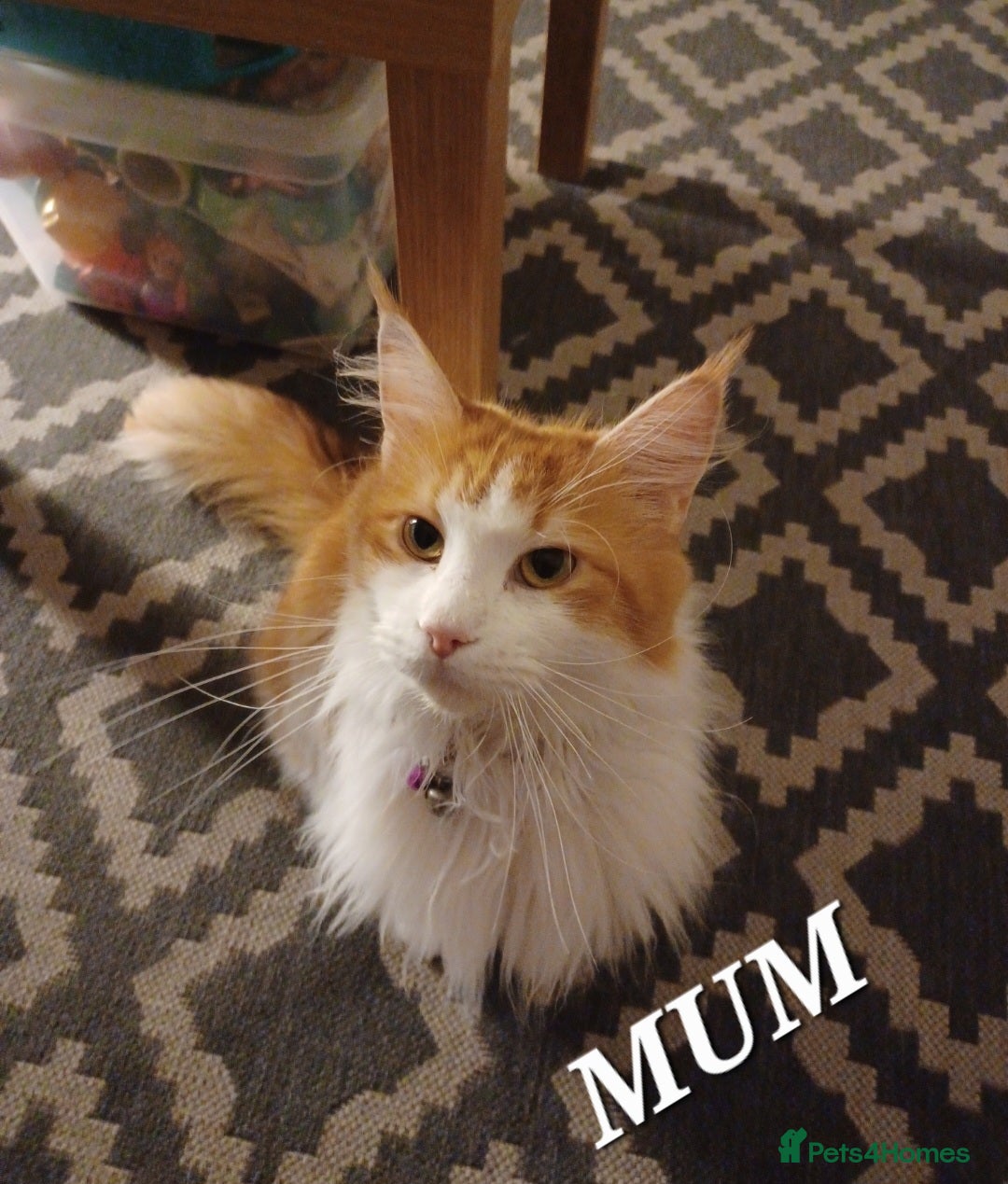 Maine Coon cats for sale: MAINECOON KITTENS AVAILABLE  - Image 7
