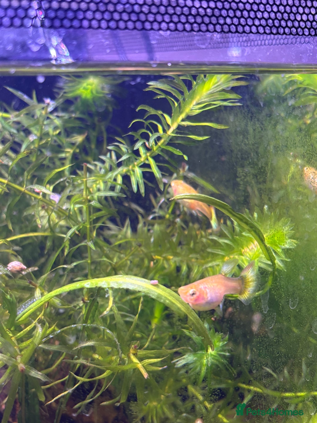 Mollies fish for sale: Mollies - Advert 5