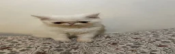 Exotic cats for sale: Exotic Persians  - Advert 22