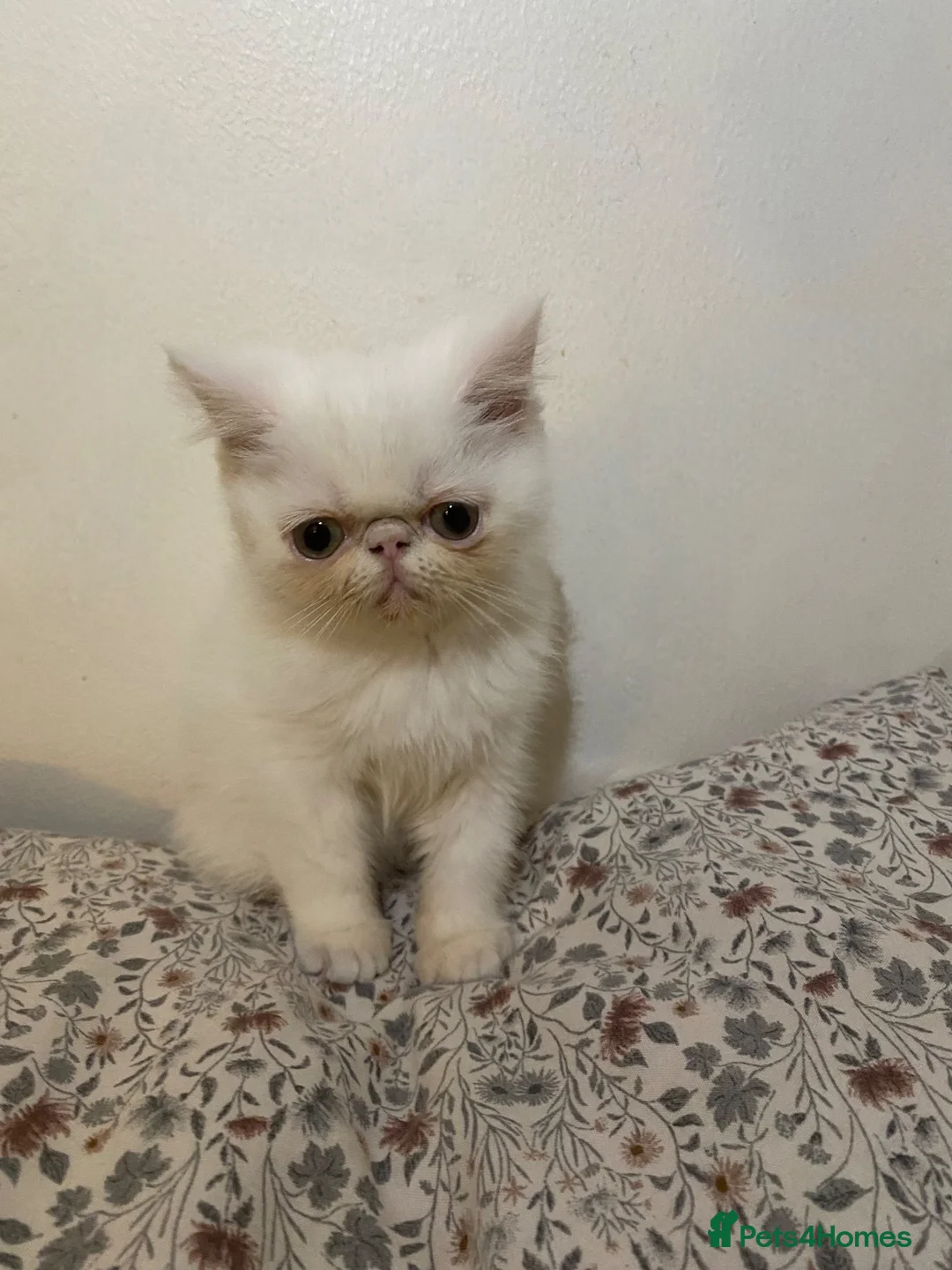 Exotic cats for sale: Exotic Persians  - Advert 22