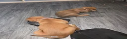 Mixed Breed dogs for sale: Beautiful coloured pups - Advert 10