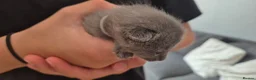 Russian Blue cats for sale: Pure Russian blue kittens 💙 🩵 😸  - Advert 7