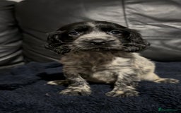 Cocker Spaniel dogs for sale: Adorable cocker spaniel puppies - Image 6