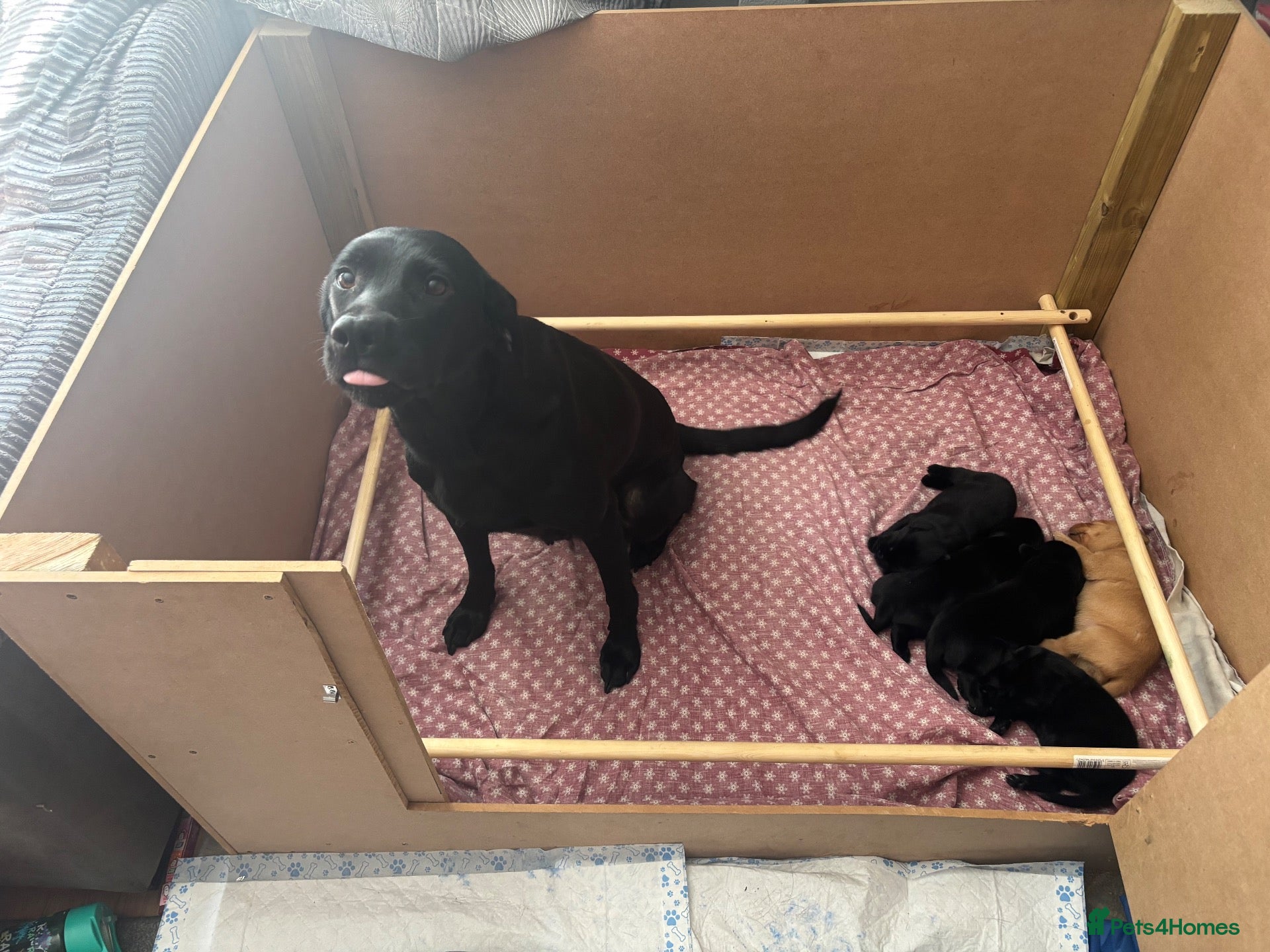Labrador Retriever dogs Labrador puppies  - Advert 1