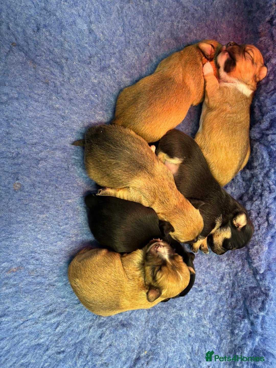 Jack Russell dogs for sale: Miniature Jack Russell’s  - Advert 7