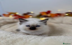 Ragdoll cats for sale: Adorable Ragdoll Kittens - GCCF registered - Image 7