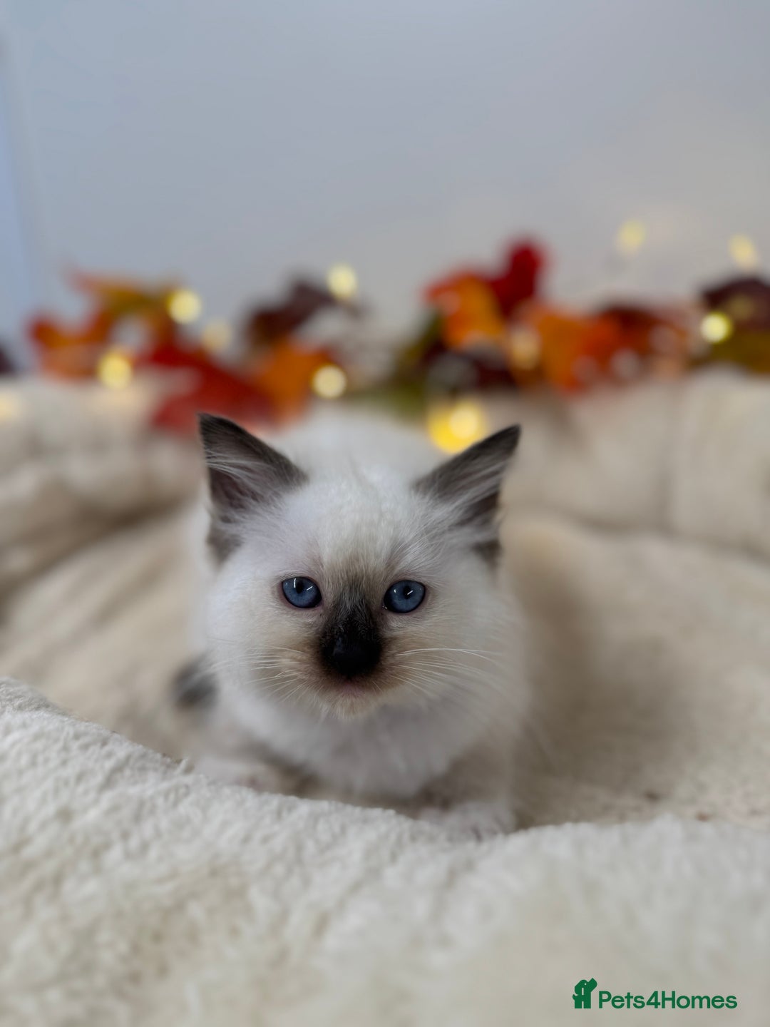 Ragdoll cats for sale: Adorable Ragdoll Kittens - GCCF registered - Image 7