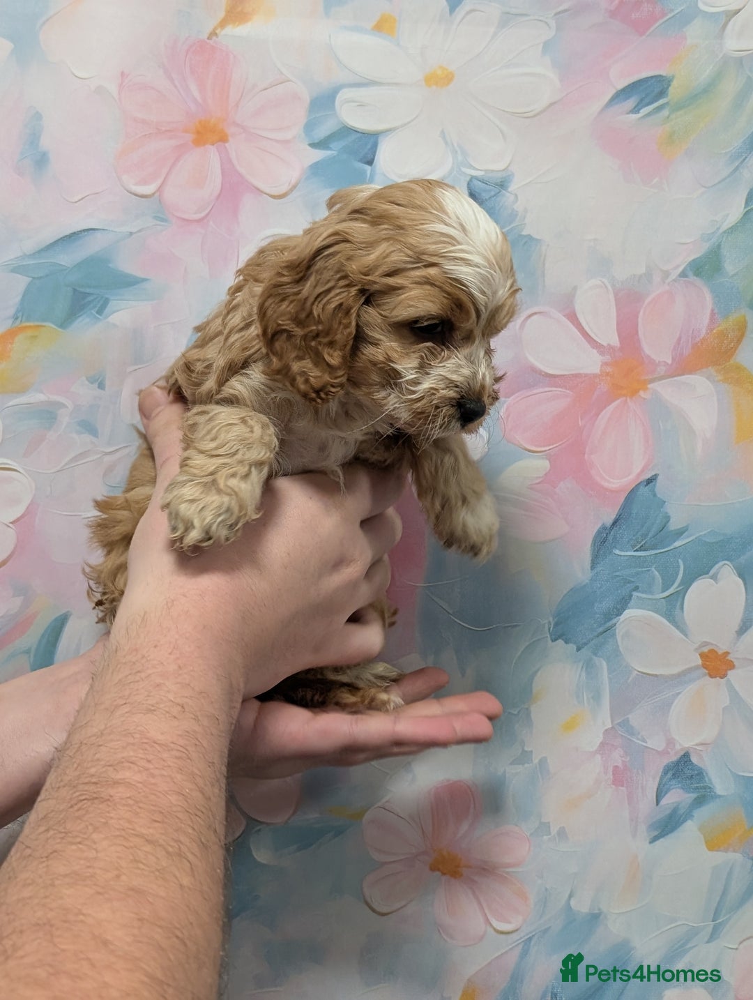 Cockapoo dogs for sale: Showtype F1 Cockapoos! Parents DNA Clear ✅ - Advert 11