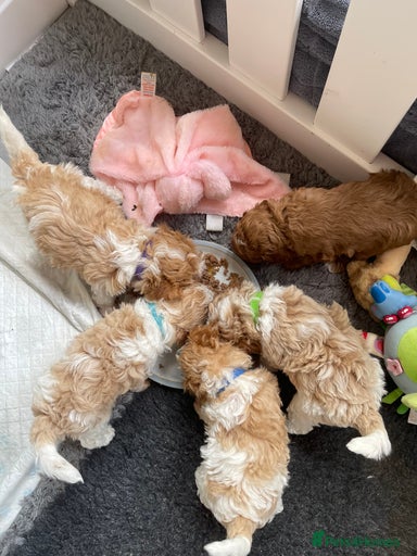 Gallery Image {{count}}