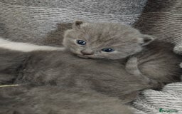 British Shorthair cats for sale: Blue British sorthair kittens available - Image 3