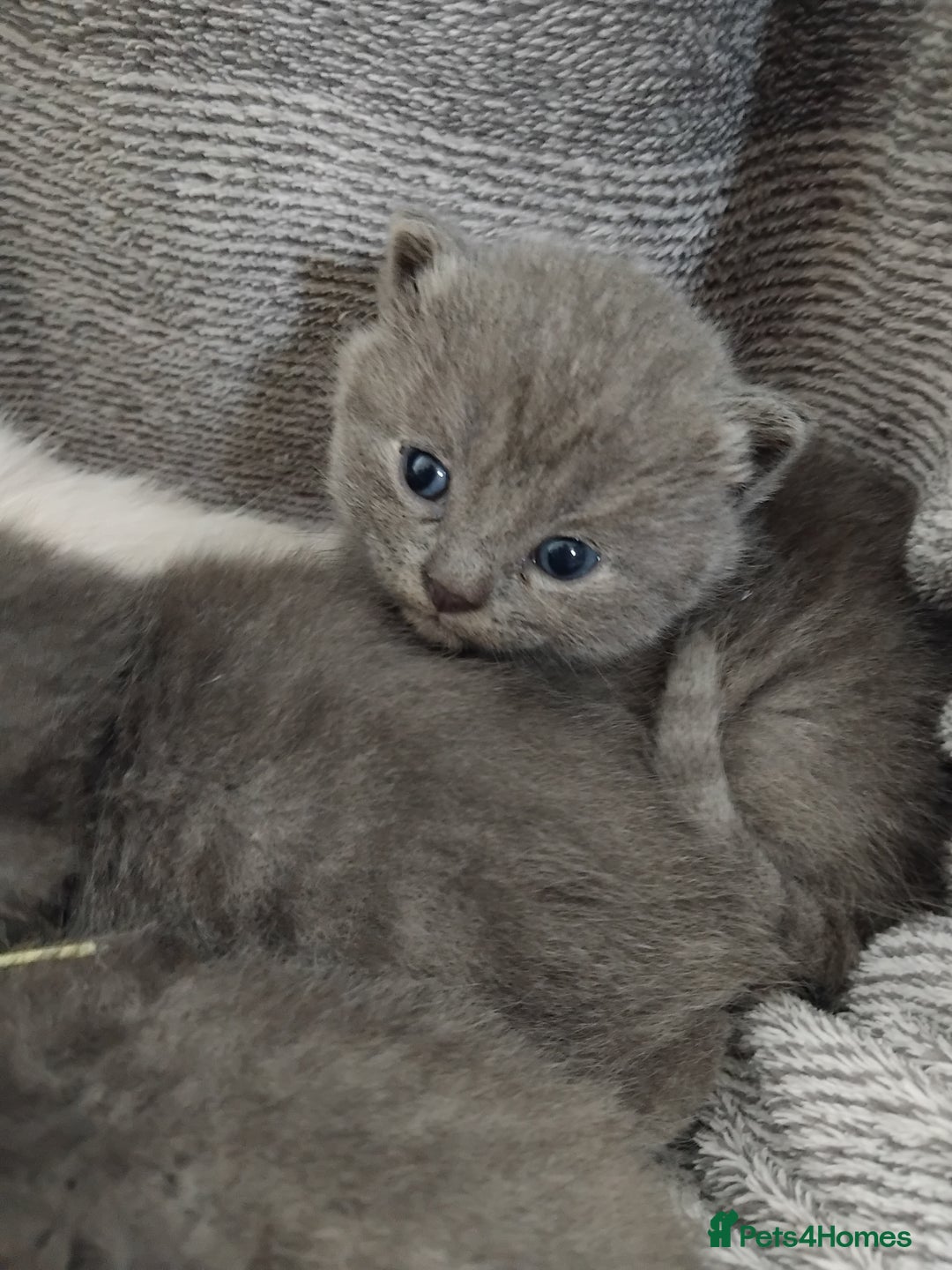 British Shorthair cats for sale: Blue British sorthair kittens available - Image 3