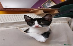 Savannah cats for sale: Playful Savannah F5 Mix Kittens for Loving Homes - Image 17