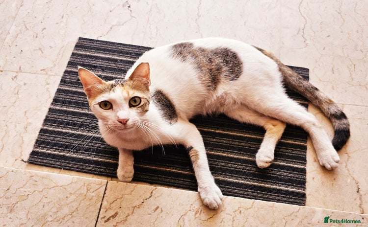Mixed Breed cats - Advert 8