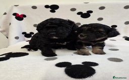 Maltipoo dogs for sale: Maltipoo Puppies 2 Beautiful Girls Available! - Image 9