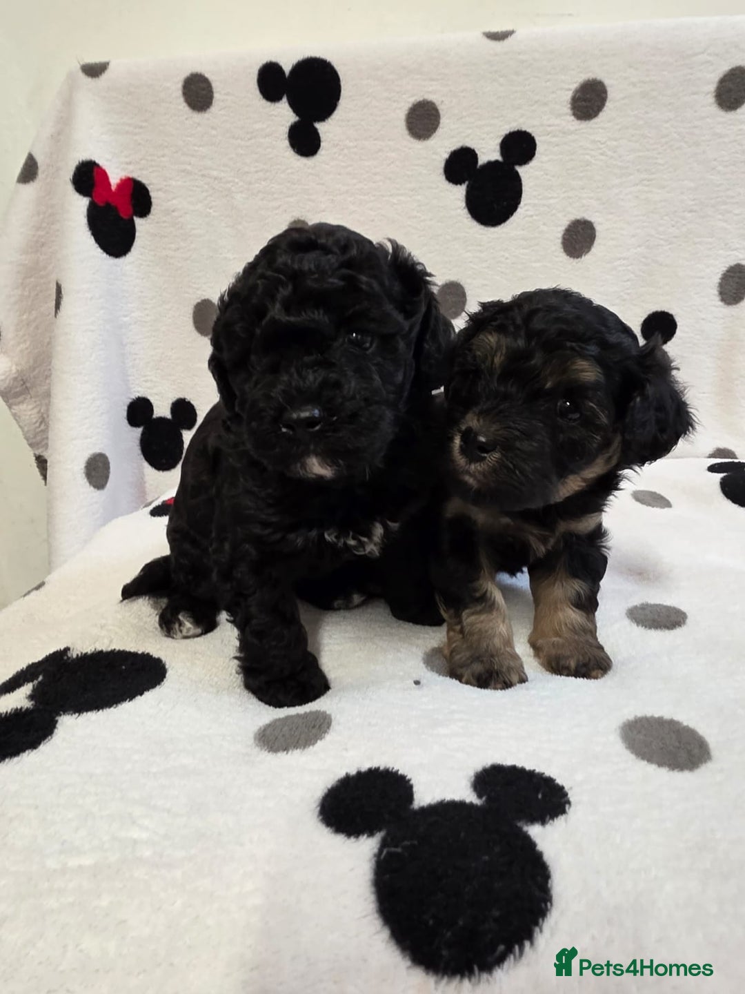 Maltipoo dogs for sale: Maltipoo Puppies 2 Beautiful Girls Available! - Image 9