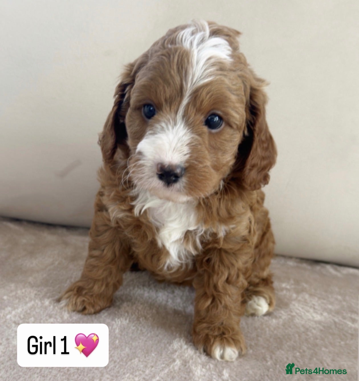 Cavapoo dogs Cavapoos 5 star licensed breeder - Advert 4