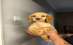 Cocker Spaniel dogs for sale: Fox red cocker spaniel pups  - Image 7