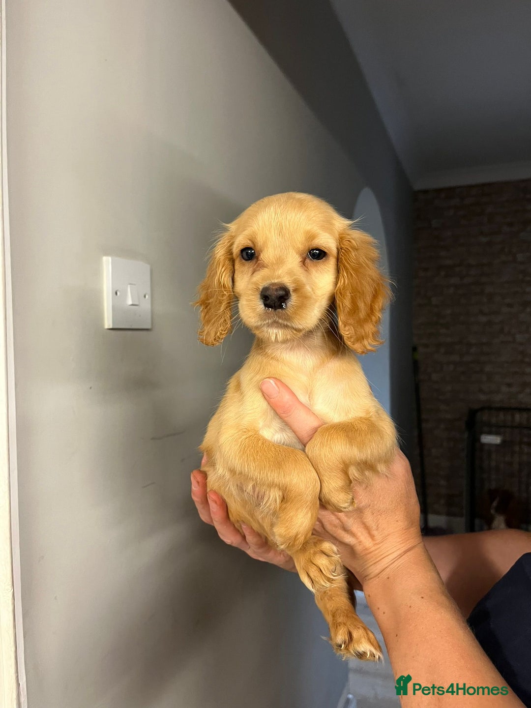 Cocker Spaniel dogs for sale: Fox red cocker spaniel pups  - Image 7