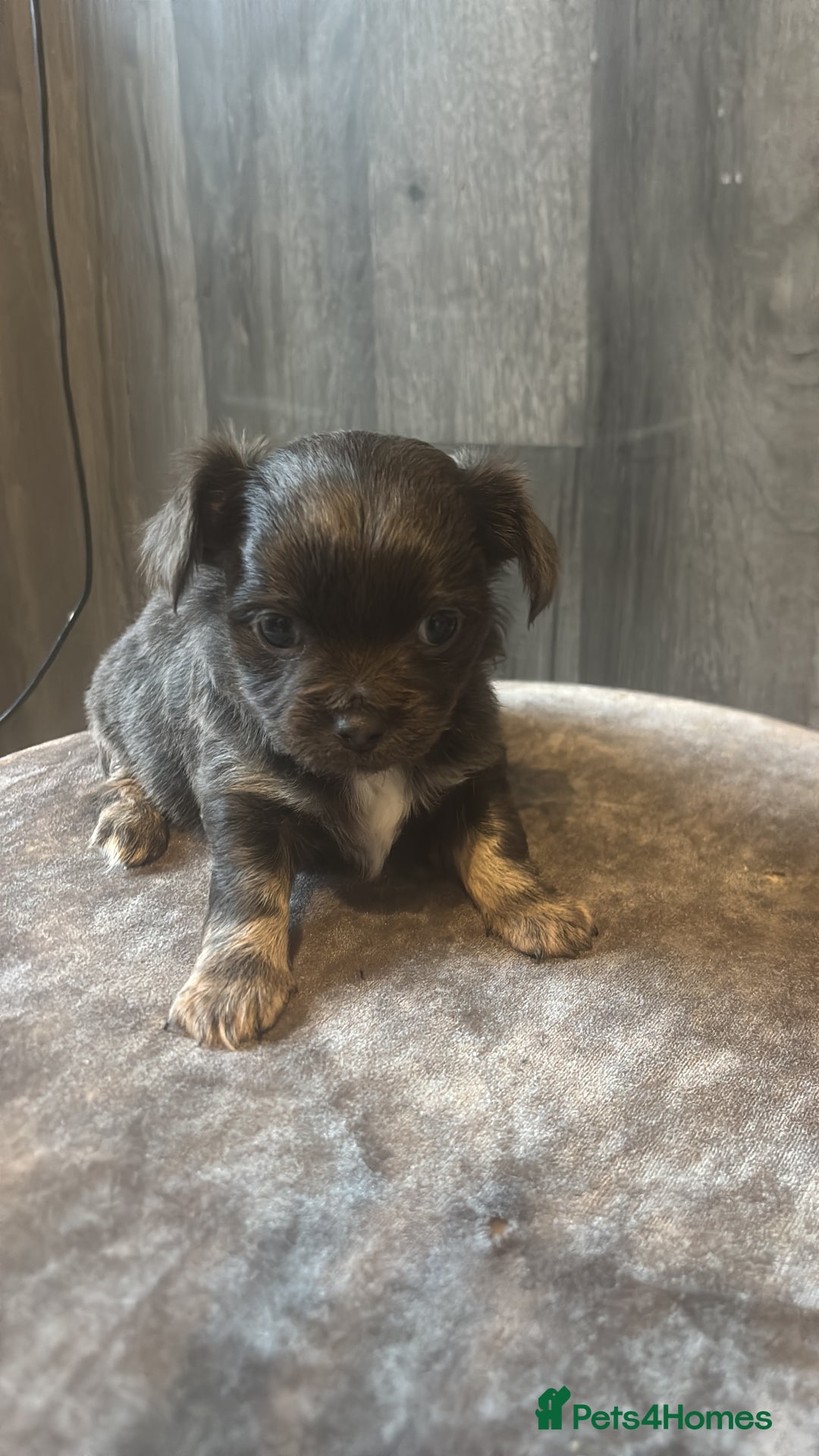 Chihuahua dogs for sale: Blue chihuahua puppy - Advert 3