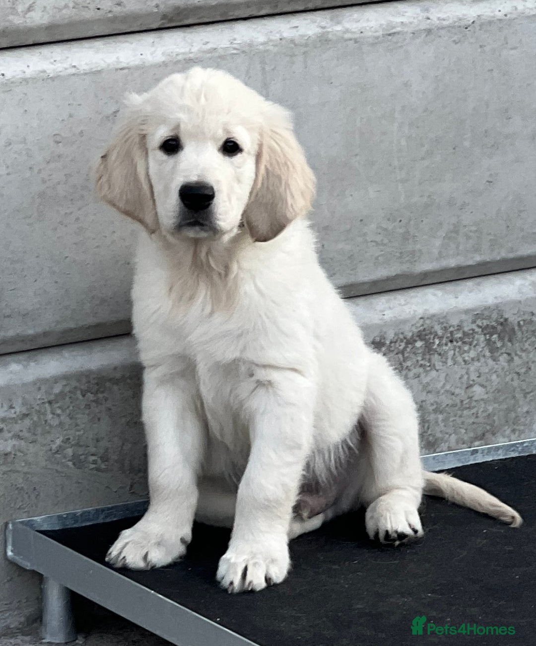Golden Retriever dogs for sale: Stunning Puppies Ready Now (Updated pics) - Image 19