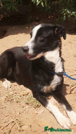 Mixed Breed dogs for adoption in Hengoed - Advert 5