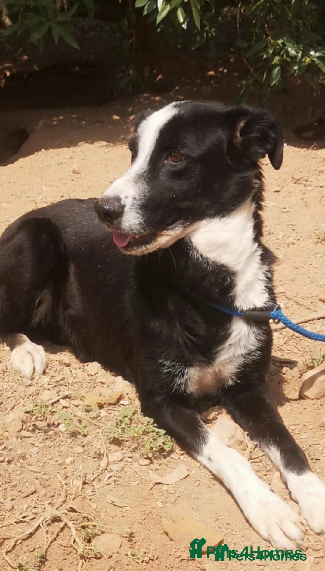 Mixed Breed dogs for adoption: Reduce fee an Urgent 🚨 home for Max in Hengoed - Advert 4