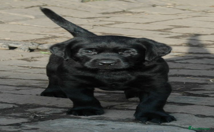 Labrador Retriever dogs Quality Labrador pups, KC, health tested parents - Advert 15