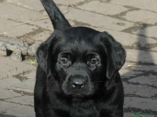 Labrador Retriever dogs Quality Labrador pups, KC, health tested parents - Advert 4