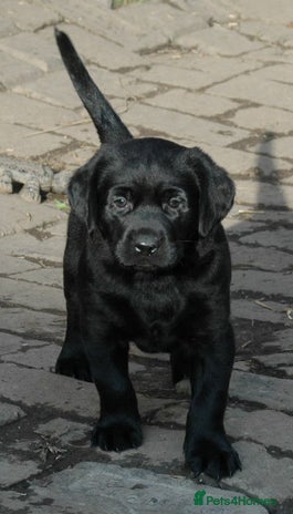 Labrador Retriever dogs Quality Labrador pups, KC, health tested parents - Advert 2