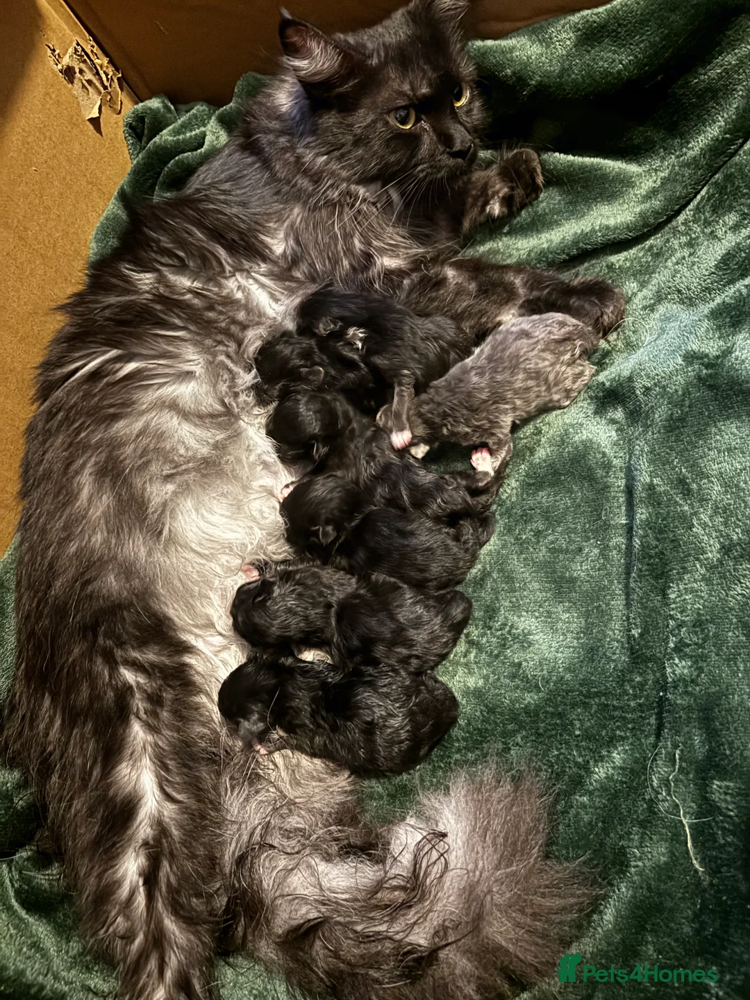 Ragcoon cats for sale: Beautiful Ragcoons in Ringwood - Advert 9