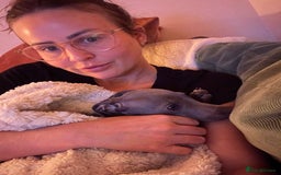 Italian Greyhound dogs for sale: Our Beautiful Iggy Looking for His Perfect Home 🤍 - Image 7