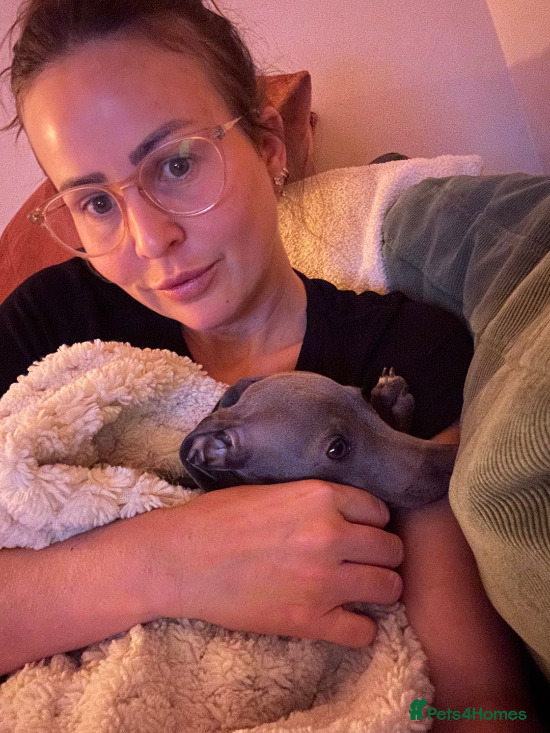 Italian Greyhound dogs for sale: Our Beautiful Iggy Looking for His Perfect Home 🤍 - Image 7